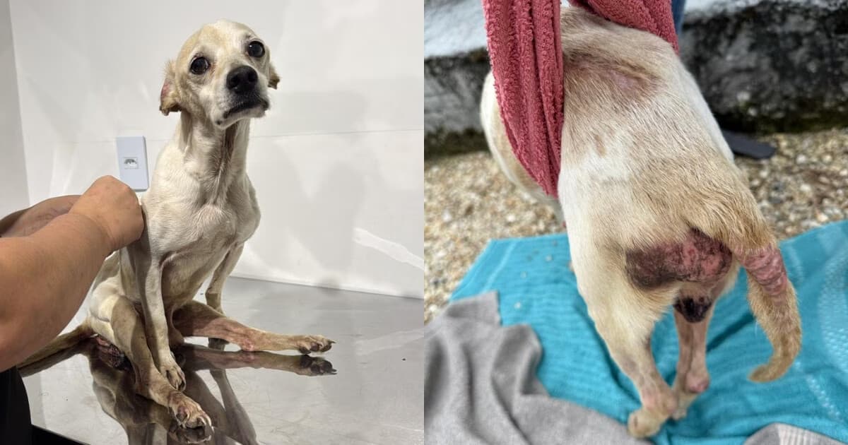 VÍDEO - Saiba o estado de saúde do cão resgatado com sinais de maus-tratos em Brusque e veja como foi o resgate - O Município
