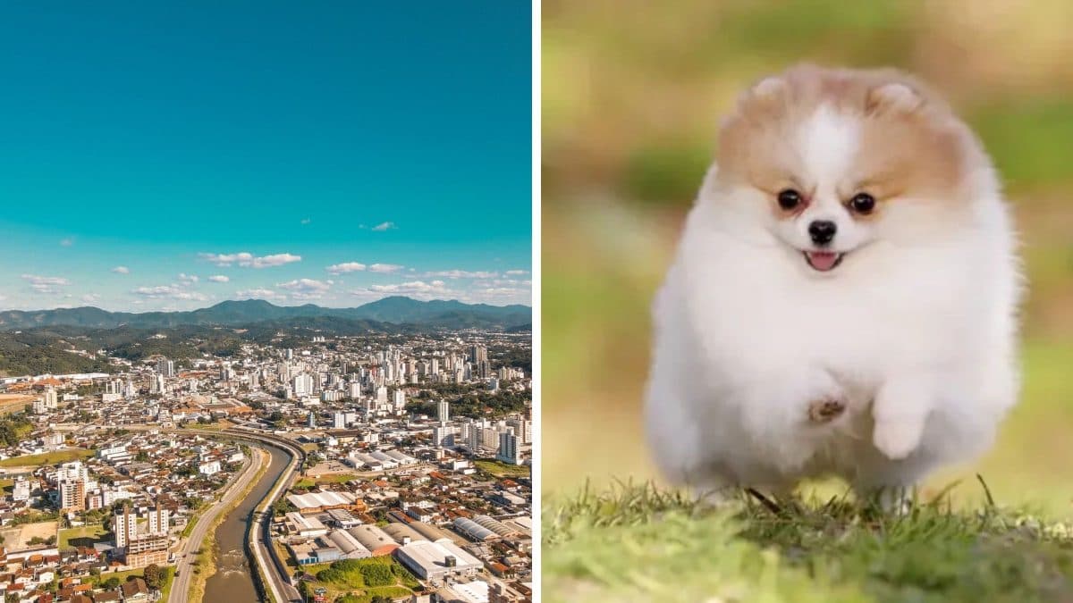 Cachorro de raça rara e caro é resgatado em Brusque com graves problemas de saúde