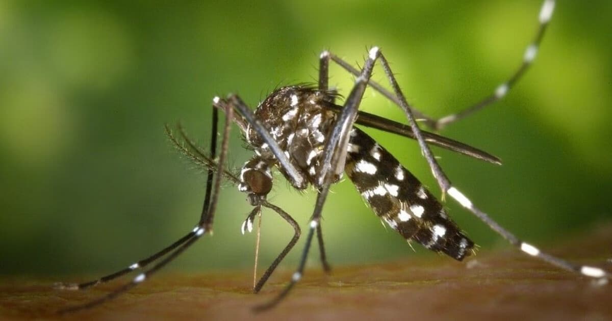 Brusque registra 14 casos confirmados de dengue e 20 estão sob investigação; confira os bairros - O Município