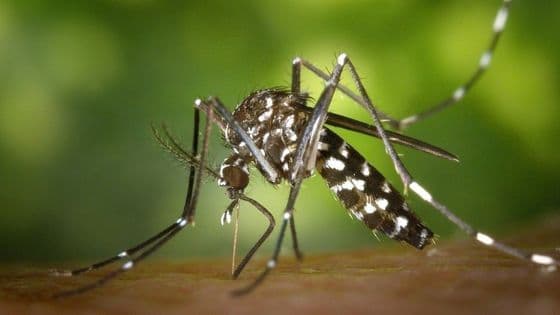 Brusque confirma 14 casos de dengue e outros 20 seguem em investigação - Portal da Cidade - Brusque / SC